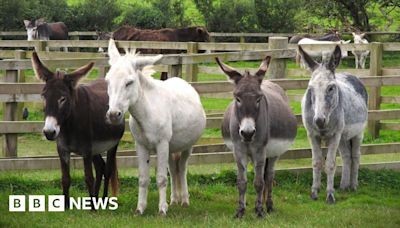 Penryn donkey sanctuary to get specialist vet hospital