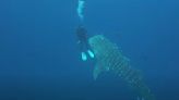 Watch: Scuba diver's breathtaking up-close encounter with giant whale shark captured on camera