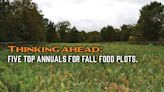 Five annual food plots to plant now so you can reap the benefits this fall - Outdoor News