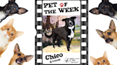 Pet Talk: Meet Chico - KYMA