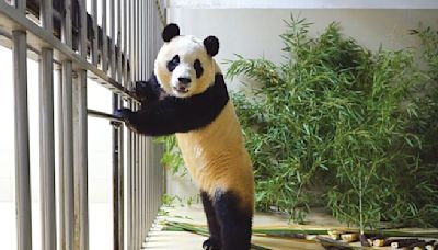 旅韓貓熊回家 上熱搜 - 專題周報