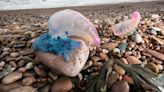 Jellyfish are invading our shores as expert says stingrays could be next