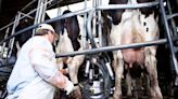 Advierten que el ritmo de la producción de leche es el más bajo en 10 años pese a la mayor demanda