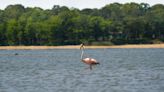 A Wild Flamingo Is Summering in the Hamptons