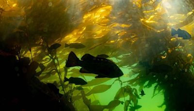 Underwater gardeners work to restore B.C.'s majestic kelp forests