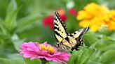 Creating Your Own Pollinator Garden Is Easier Than You Think—Here's How