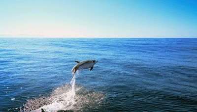 Dolphins flash friendly grins when they're ready to play