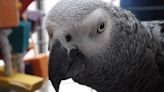 Potty-mouthed parrot who calls drinkers 'w***ers' is huge hit at pub