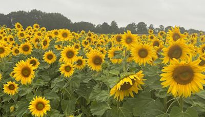 Wiltshire in pictures: Sunflowers and rain play