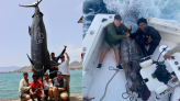 驚人！ 漁夫捕獲621公斤大西洋藍槍魚 僅次金氏世界紀錄