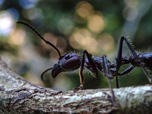 Formiga-bala: conheça espécie utilizada em ritual indígena que acendeu alerta após mulher ser picada em SP