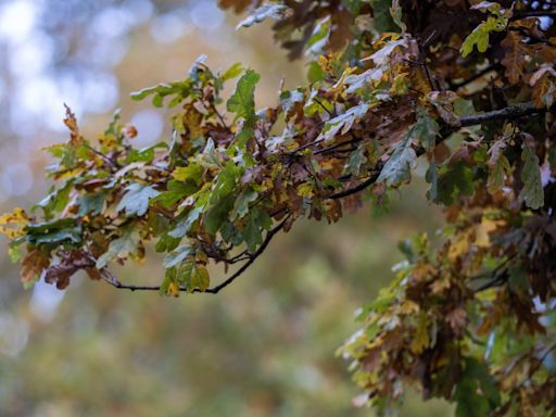 Noticing strange, itchy mite bites? It might be from the 2024 cicada emergence