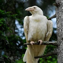 Photographer Uncovers The White Ravens Of Legend In West Coast Forest