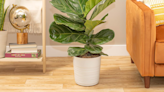 Buy A Fiddle Leaf Fig Tree For Only $30 From Amazon's Huge Plant Sale