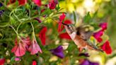 When are hummingbirds back in Texas? Here’s the perfect nectar recipe to attract them