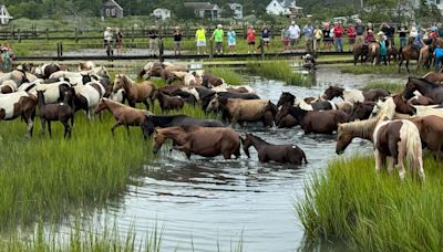 New Queen Neptune crowned at Chincoteague Pony Swim 2024