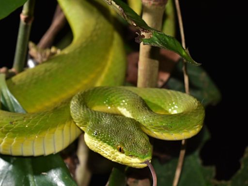 Hong Kong’s nocturnal nightlife in full glory on Kadoorie Farm night walks