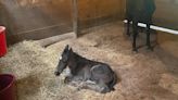 Horse Haven of Tennessee helping rescue 12 malnourished horses