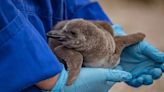Chester Zoo Celebrates as 11 Adorable Endangered Penguin Chicks Hatch–the Most for a Decade