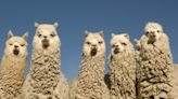 Stock trading API developer Alpaca raises $15M convertible note from SBI Group