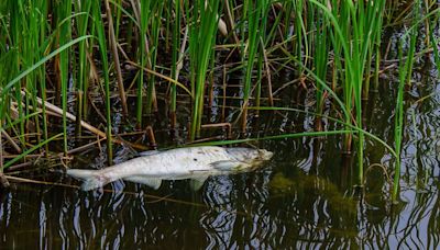 Water pollution has killed over 1,200 fish in four incidents throughout June, say NIEA