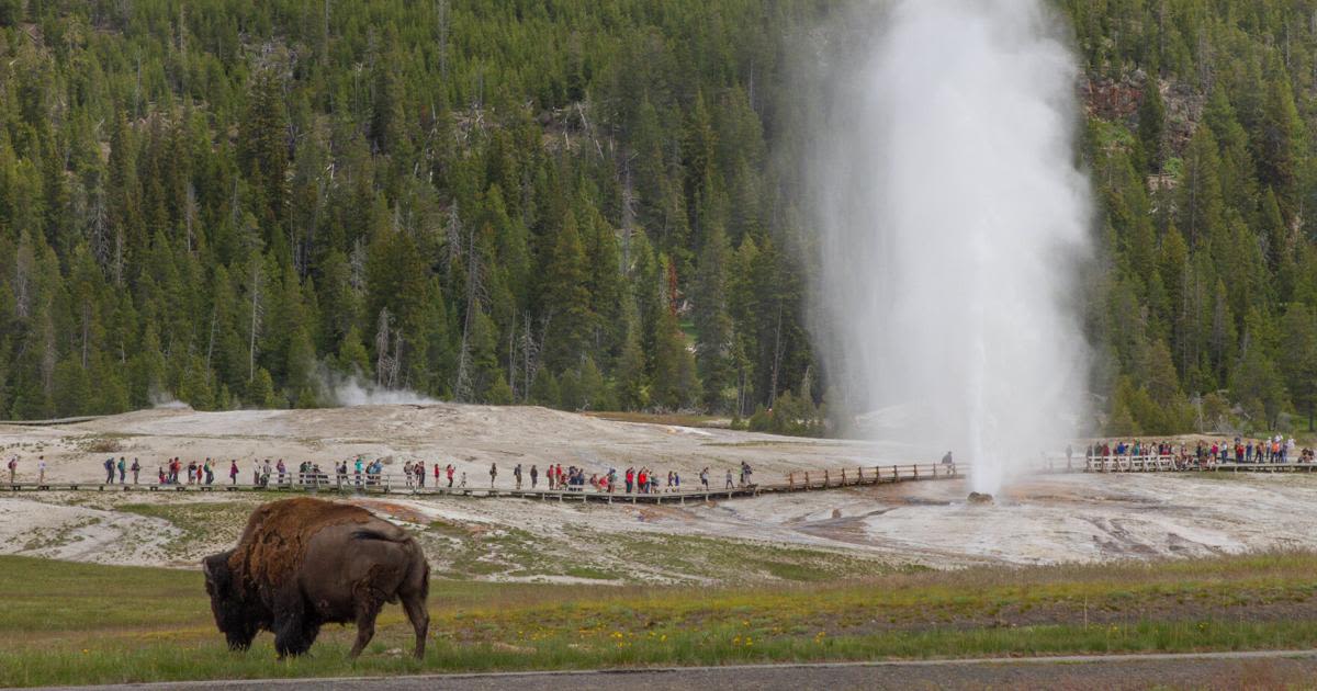 Yellowstone unveils final environmental impact statement for bison management