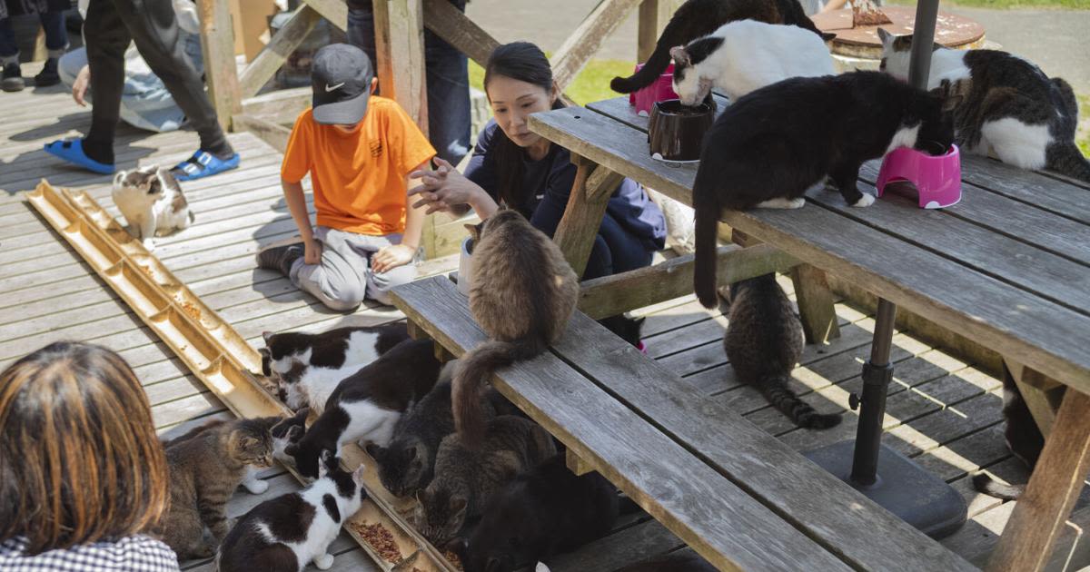 On this Japanese island, cats outnumber humans