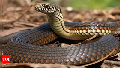 Seven times in 40 days: UP man bitten by snake every Saturday | India News - Times of India