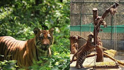 Sikkim warms to Tiger Day after sightings