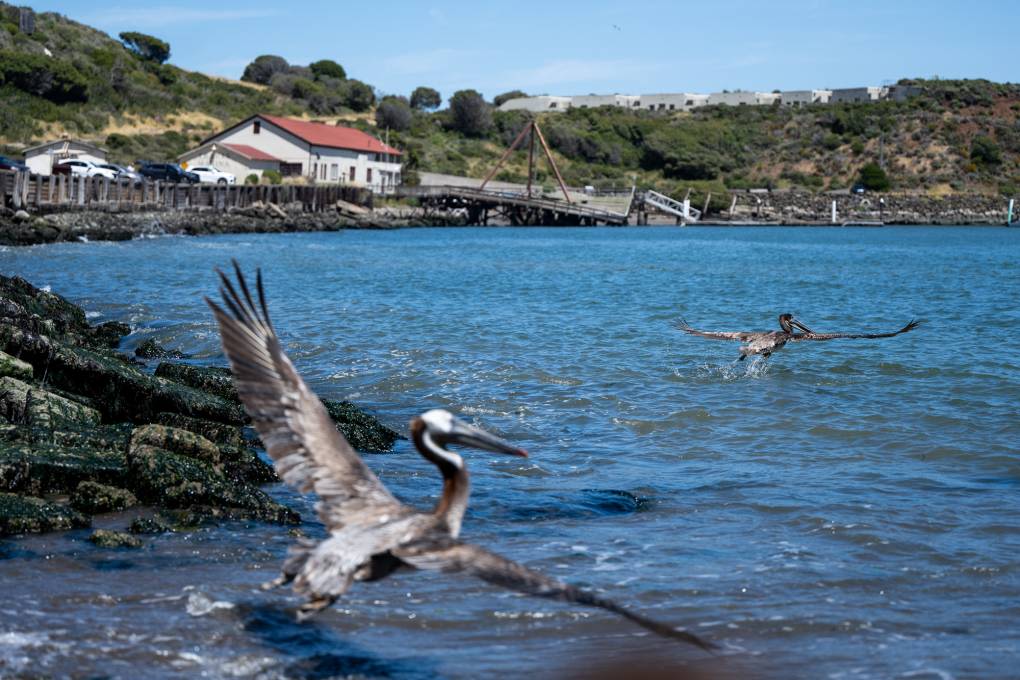 California Pelicans Released Back Into the Wild After Hundreds Found Starving | KQED