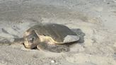 Rare sea turtle nest found in Myrtle Beach, SC area. Here’s what kind and where it is