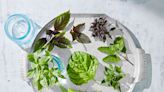 20 Best Types of Basil to Grow for Fresh Flavors