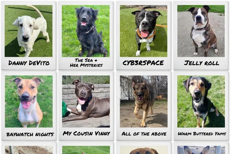 Toronto animal shelter launches unhinged ‘good dogs, bad names’ adoption campaign