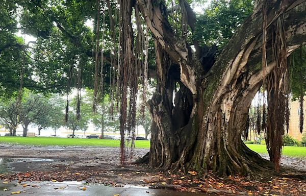 4, including 3 minors, struck by lightning while under tree in downtown St. Pete: First responders