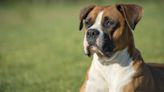 Cheeky Great Dane Annoying His Brother with Playful Nips Is Peak Sibling Behavior