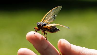 Cicadas bring the noise to the Chicago area as chorus of buzzing begins