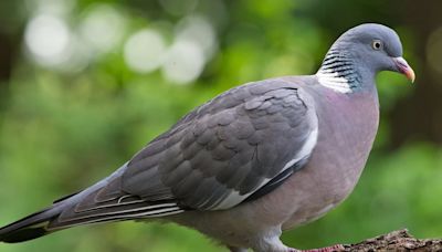 Expert reveals cheap trick to keep pigeons out your garden