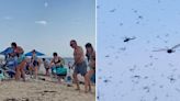 Beachgoers flee in panic after biblical plague of dragonflies swarm coast