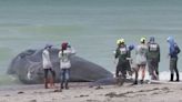 Sperm whales live in deep water; how did one get stuck in Sarasota County?