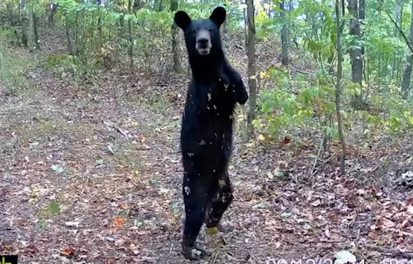 Trail camera captures 'truly amazing' two-legged bear in West Virginia: Watch