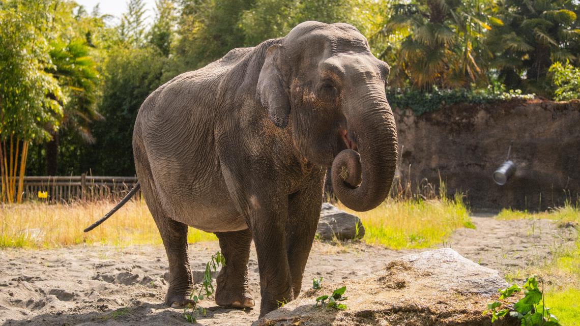 Asian elephant who called Point Defiance Zoo home for nearly 3 decades passes away