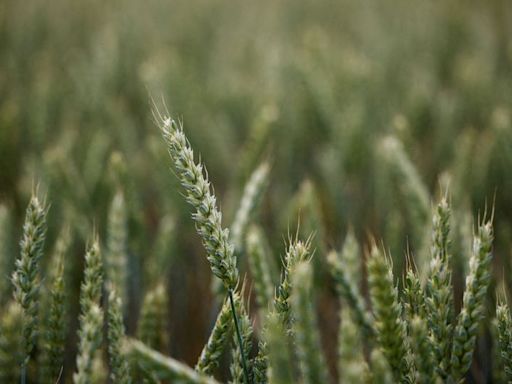 Exclusive-Algeria bars France from wheat import tender as relations sour, sources say