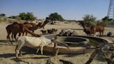 Thar’s immense livestock potential remains untapped