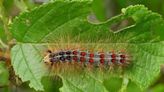 Wisconsin Department of Natural Resources establishes Spongy Moth Resource Center