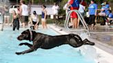 What to do this weekend: Take your dog for a swim, celebrate First Friday, see a concert