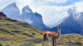 El plan para reintroducir guanacos en Argentina provoca un intenso debate científico