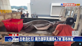 Freaky-looking goblin shark caught by fisherman in Taiwan. See the record-breaker