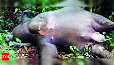 Elephant calf electrocuted, second incident in 2 weeks | Kochi News - Times of India