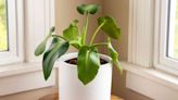 How to Grow and Care for Philodendron Rugosum