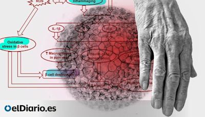 'Inflammaging': cómo la inflamación crónica acelera el envejecimiento (y qué hacer para evitarlo)